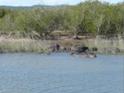 a whole lot of hippos, St Lucia lake