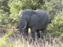 elephant close by, Hluhluwe-iMfolozi National Park