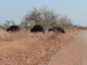 just a few of the 200 buffaloes crossing the road, Kruger National Park