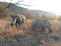 rhino mom with young VERY close to the car, Kruger National Park
