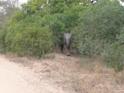 curious elephant young, Kruger National Park